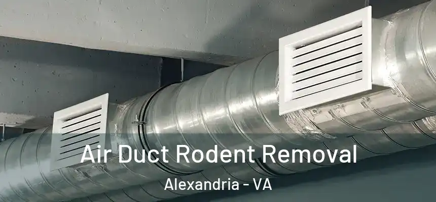  Air Duct Rodent Removal Alexandria - VA